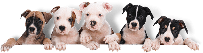 Pet Paws