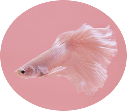 Fish & Aquatics